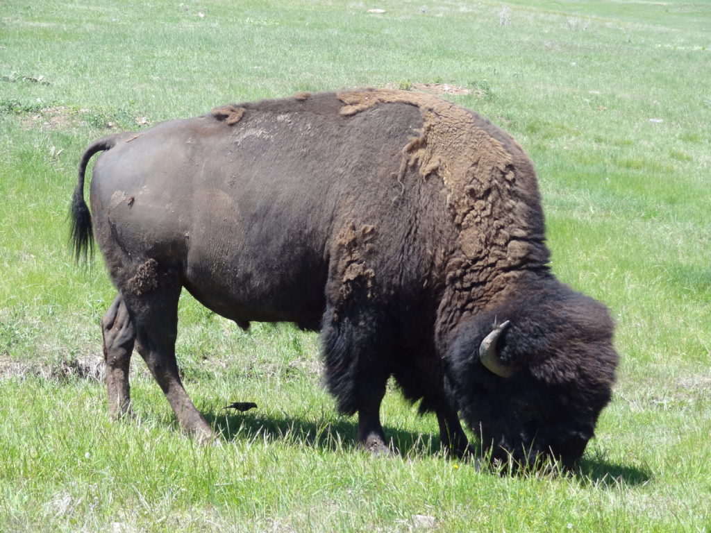 Buffalo at Wildlife Loop at Custer State Park