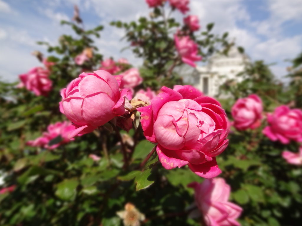 Roses at Vicksburg