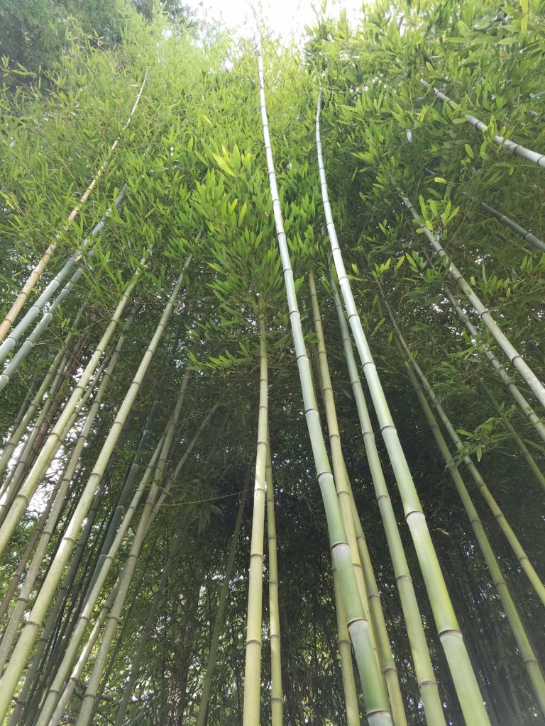 Bamboo garden at the Carl Sandburg National Historic Site. #FindYourPark #ParkTripsAndMore #CarlSandburg #Bamboo