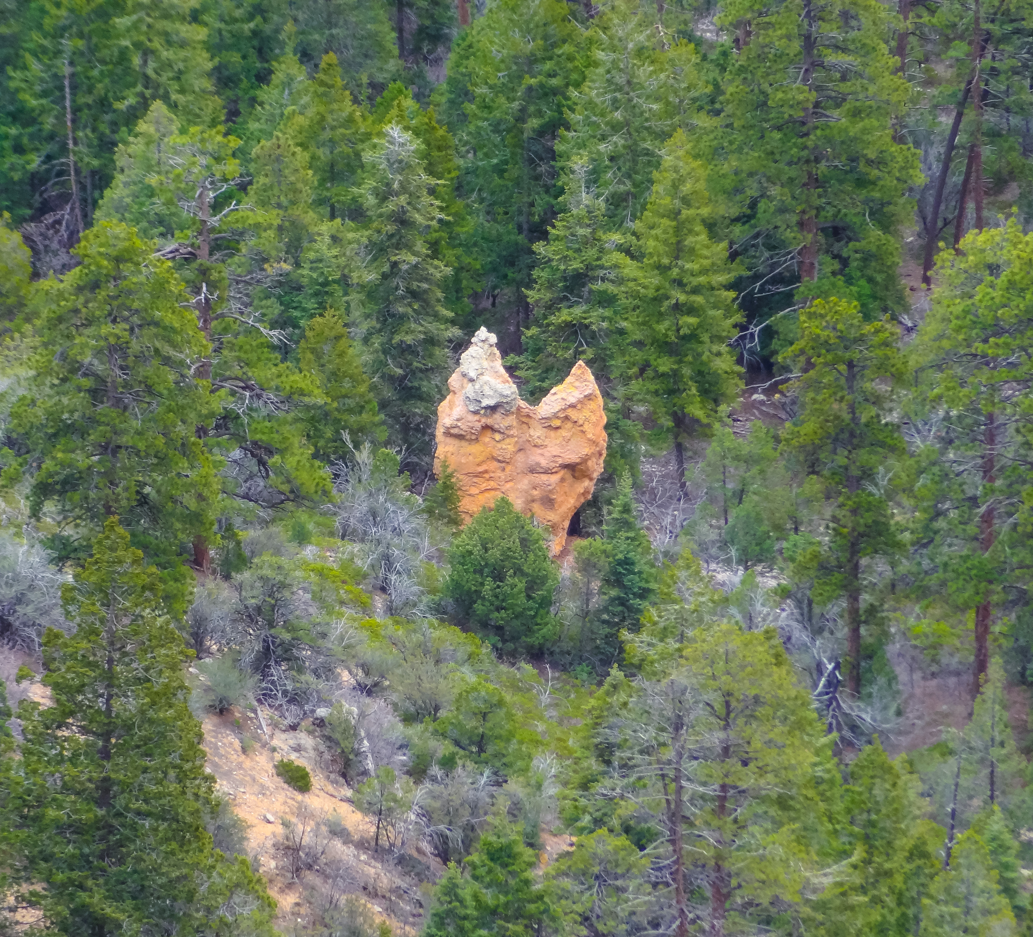 Angel wings in the hoodoos at Bryce Canyon.