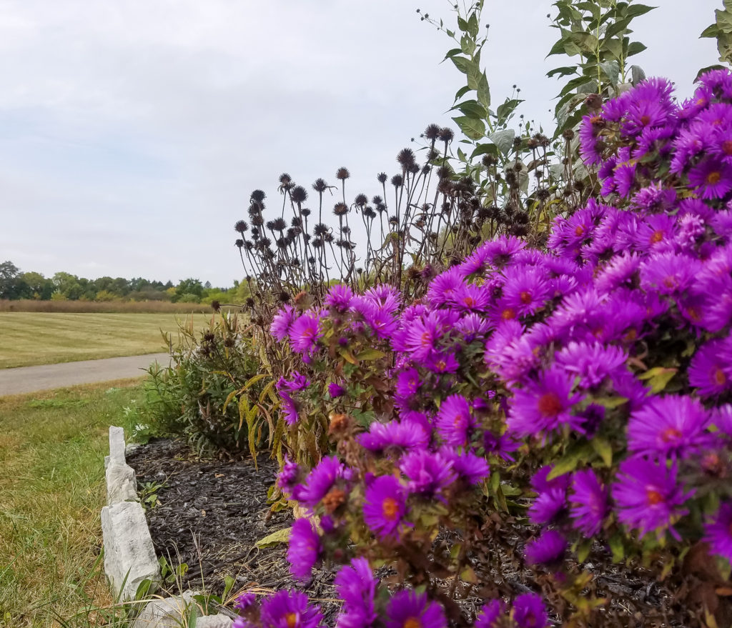 Walnut Woods Metro Park is a gorgeous park in Groveport, Ohio. This dog-friendly park features over 7 miles of trails, a pollinator friendly garden and beautiful sites along Walnut Creek. Take the time to explore this quaint park near Columbus, Ohio with lots of things to do! #ParkTripsAndMore #CbusMetroParks #Groveport #Ohio
