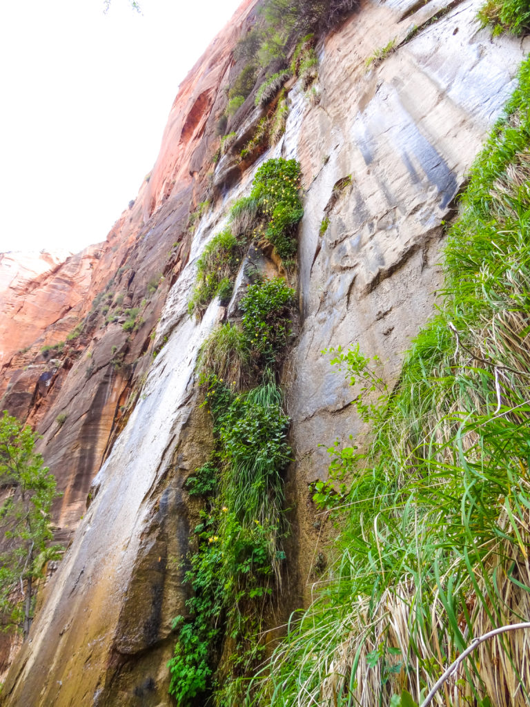 Hanging garden at Zion National Park.