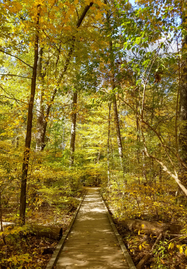 Take on the challenge of exploring 5 new parks near you this fall. This is a great challenge to make sure to spend time outdoors and adventure to new places near you. Happy exploring! #ParkTripsAndMore #Autumn #FallParksChallenge #Parks