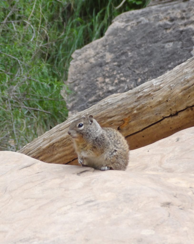 Rock Squirrel at Zion National Park