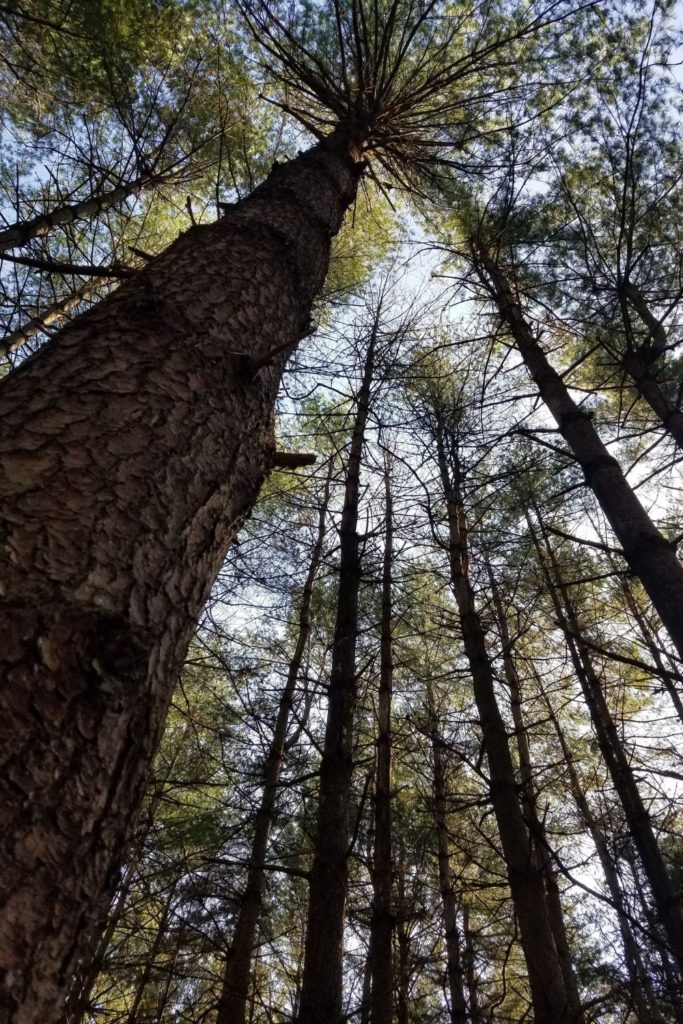 This is what you see when you look up at the Tall Pines at Walnut Woods Metro Park