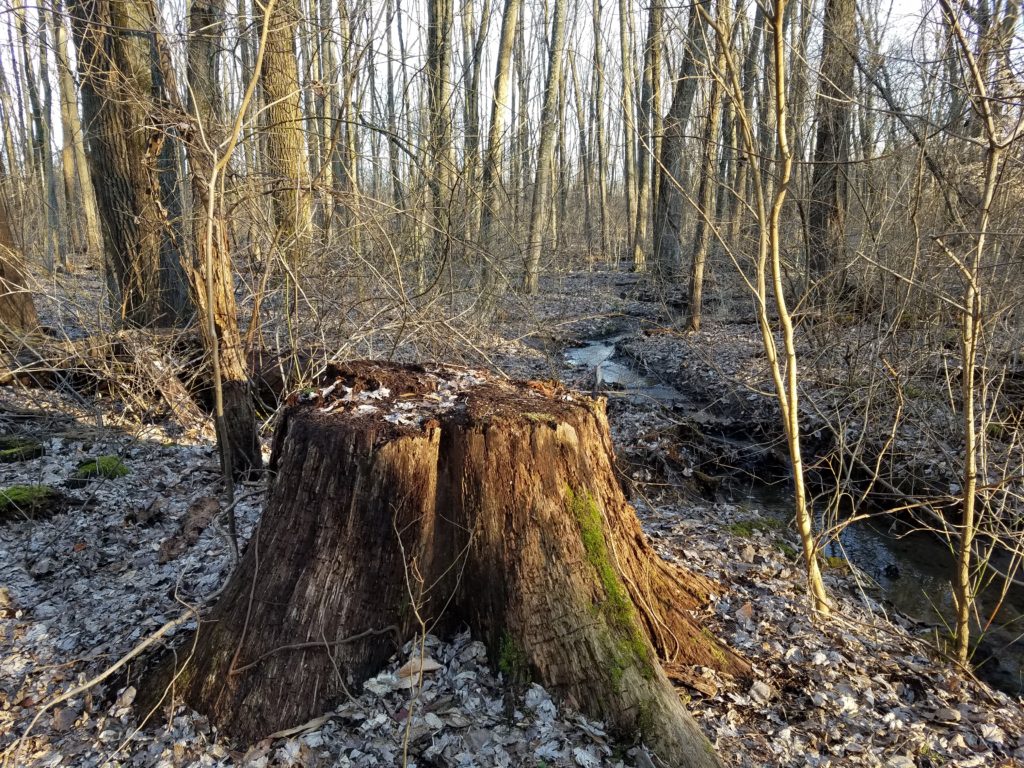 Gahanna Woods State Nature Preserve