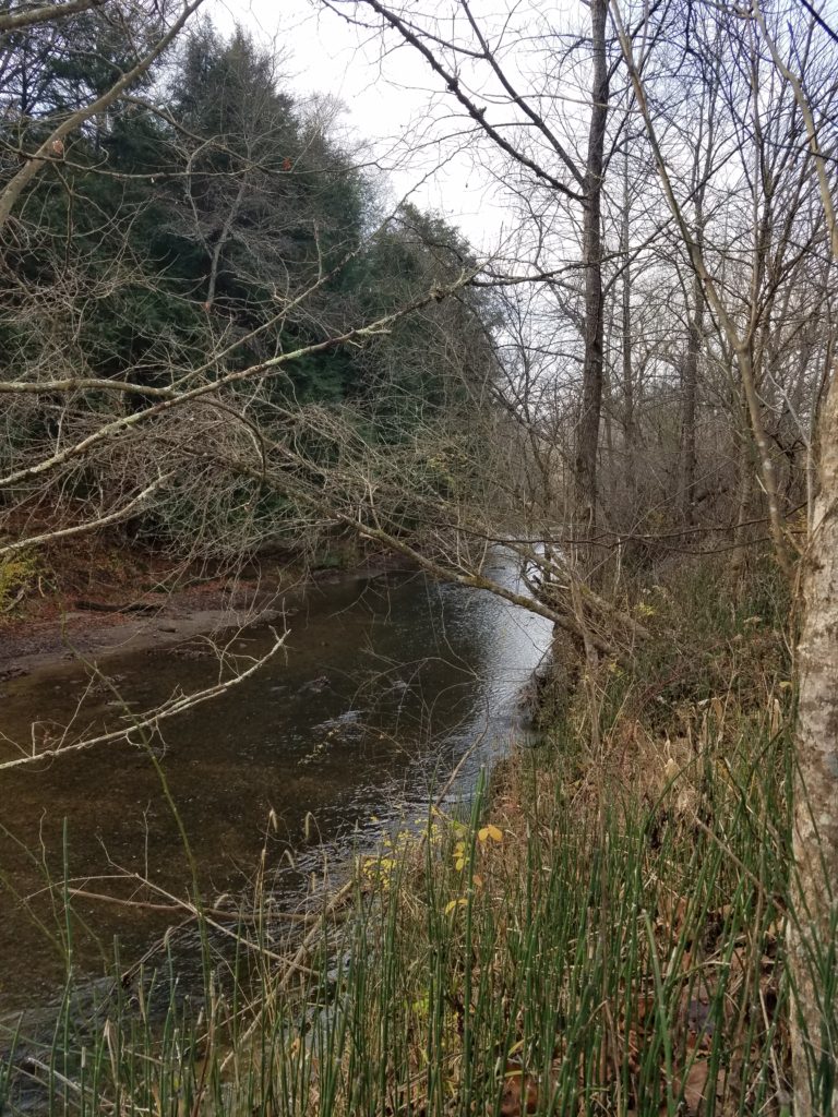 A view from the grassland side of the Creekside Meadow trail at Clear Creek Metro Park!