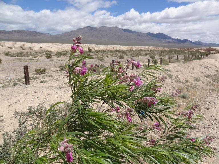 National Parks in Nevada - Tule Springs