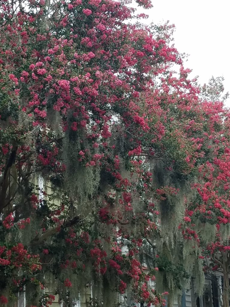 The Lowcountry - spanish moss