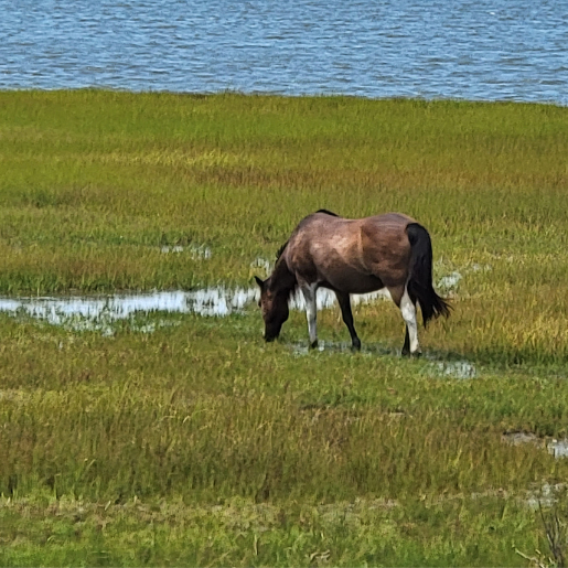 Beautiful wild horses (called ponies) at Assateague Island National Seashore are protected and kept wild.