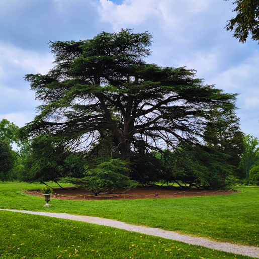 Cedar of Lebanon Tree at Hampton National Historic Site