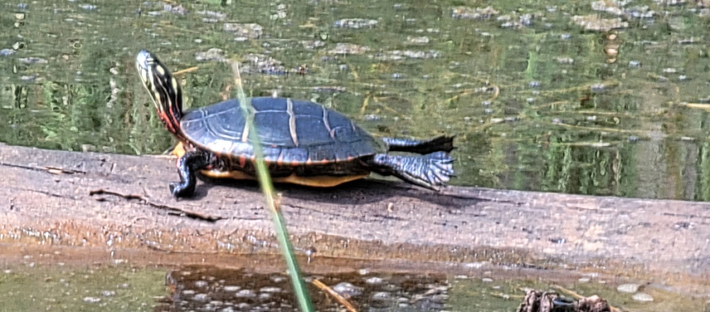 This turtle appeared to be doing calisthenics while sunning in the warm afternoon light along the Blackwater National Wildlife Refuge Wildlife Drive.